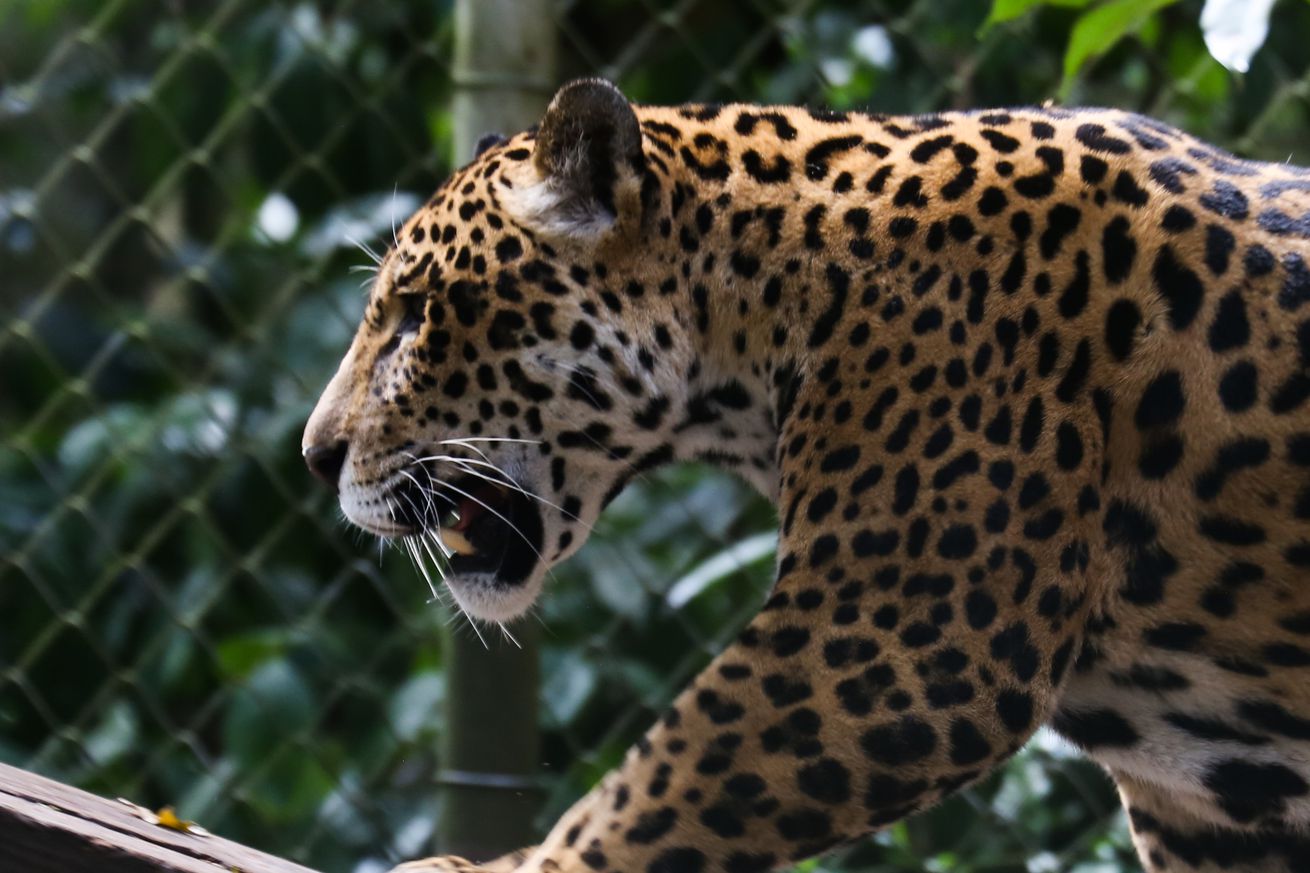 Senda Verde wildlife sanctuary in Bolivia